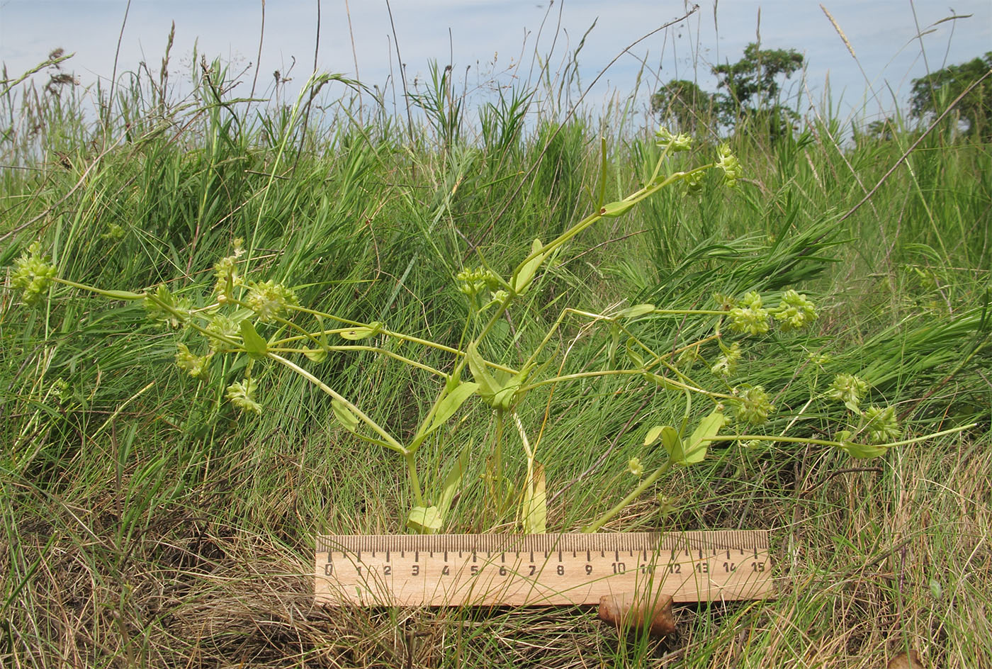 Image of Valerianella turgida specimen.