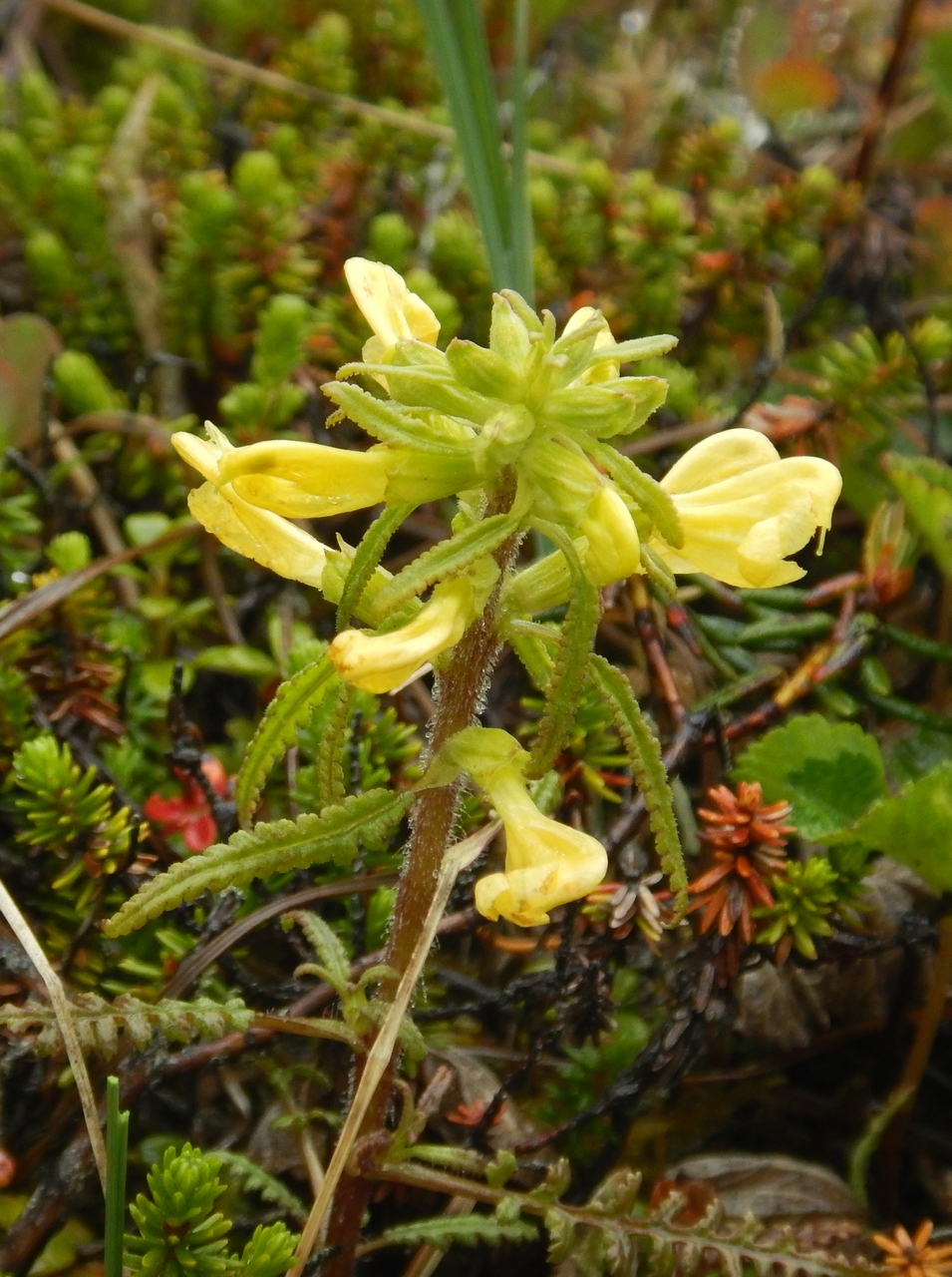 Изображение особи Pedicularis labradorica.