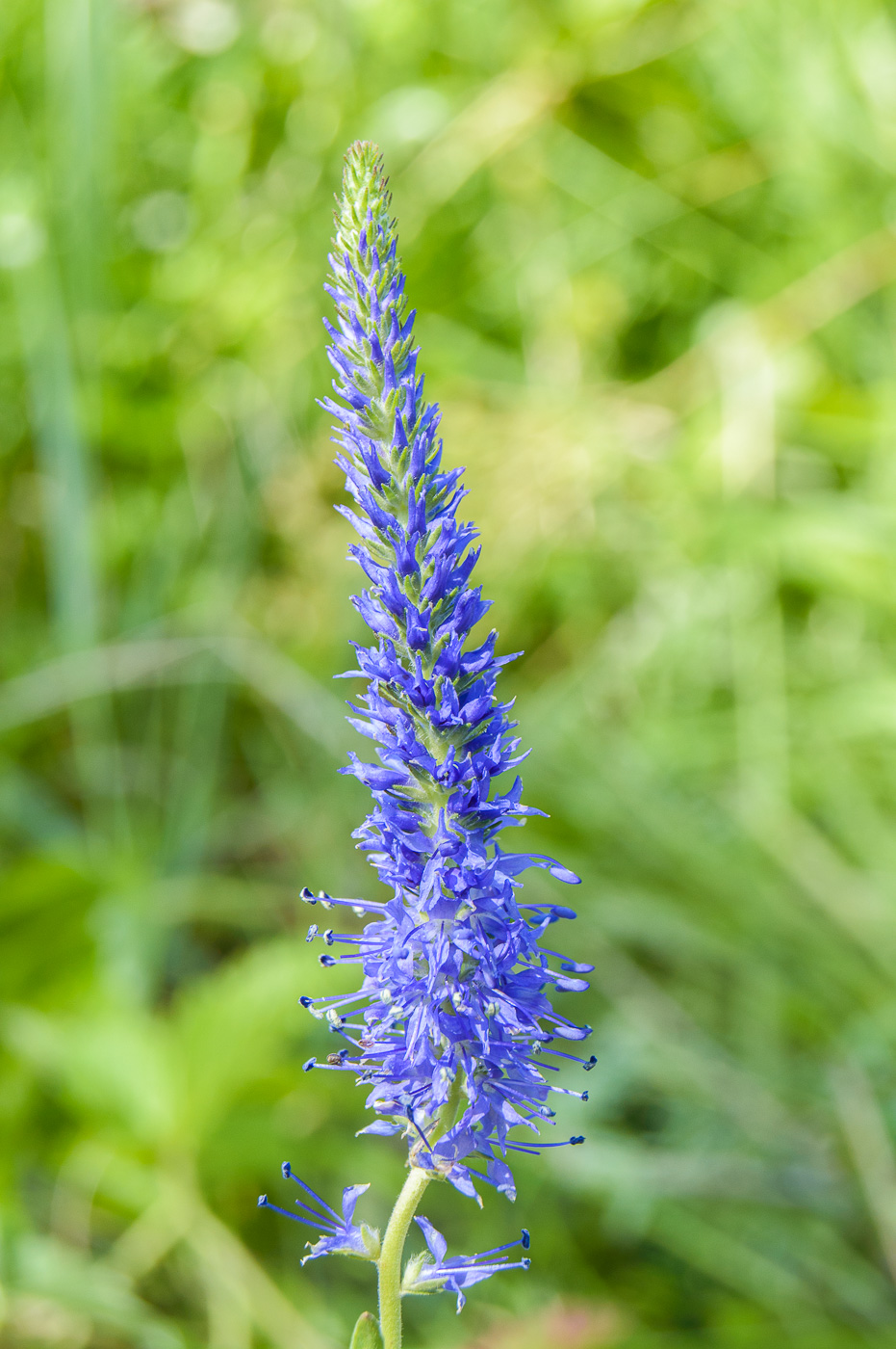 Image of Veronica spicata specimen.