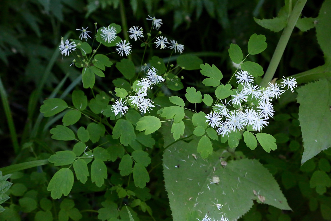 Image of Thalictrum sachalinense specimen.