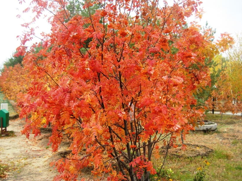 Image of Sorbus aucuparia specimen.