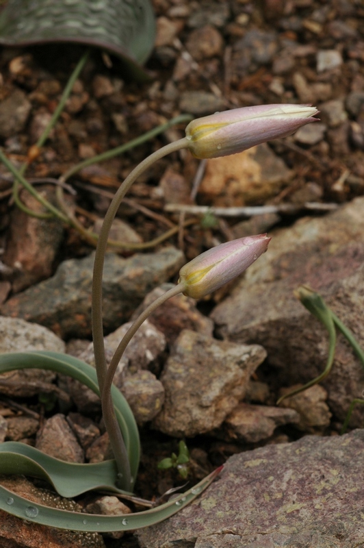 Image of Tulipa buhseana specimen.