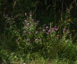 Centaurea jacea