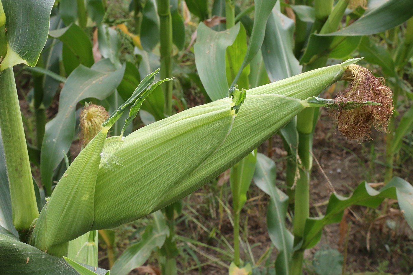 Изображение особи Zea mays.