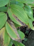 Polygonatum glaberrimum