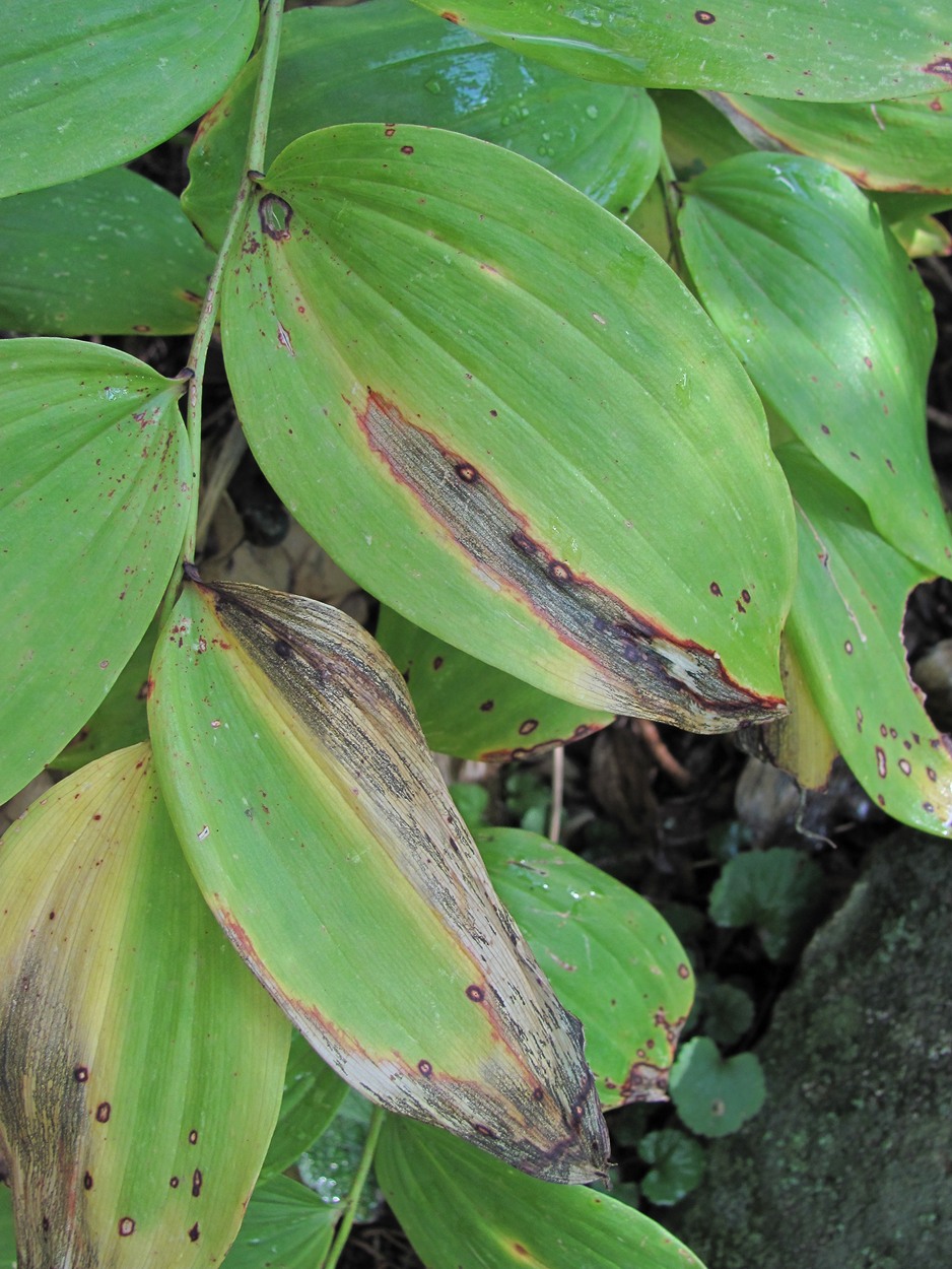 Image of Polygonatum glaberrimum specimen.