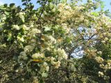 Dombeya rotundifolia