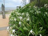 Hymenocallis littoralis