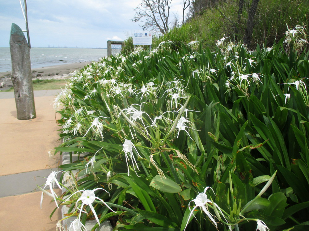 Изображение особи Hymenocallis littoralis.