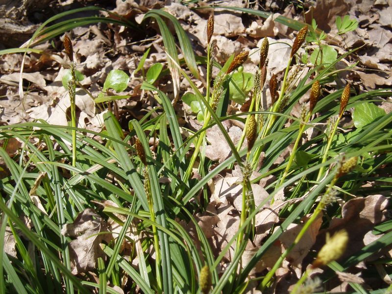 Image of Carex brevicollis specimen.