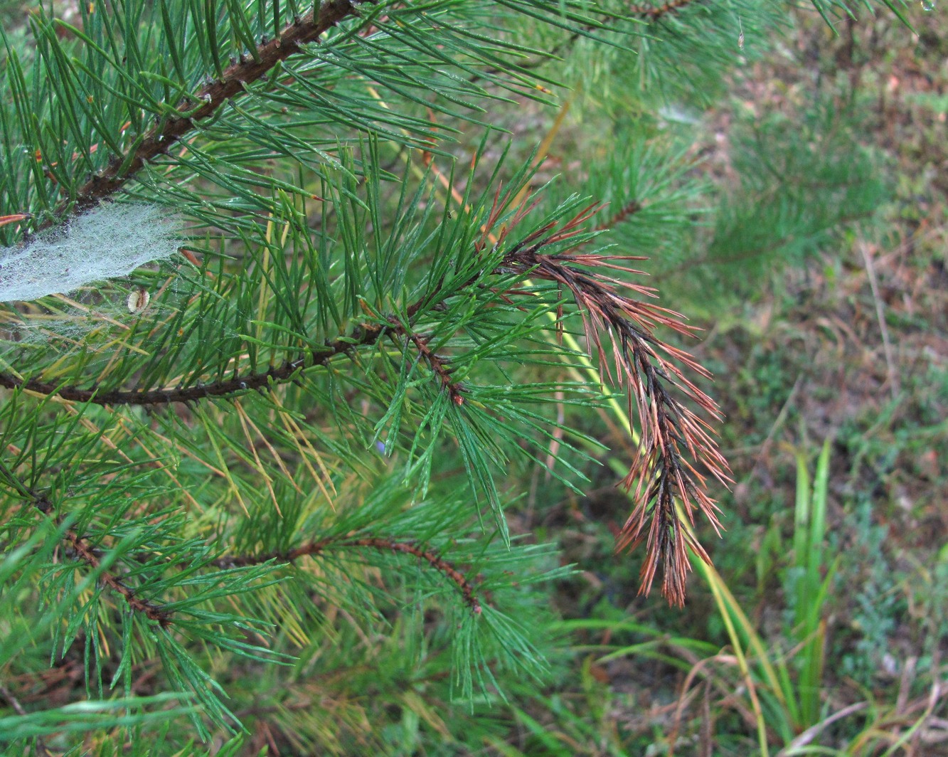 Изображение особи Pinus sylvestris ssp. hamata.