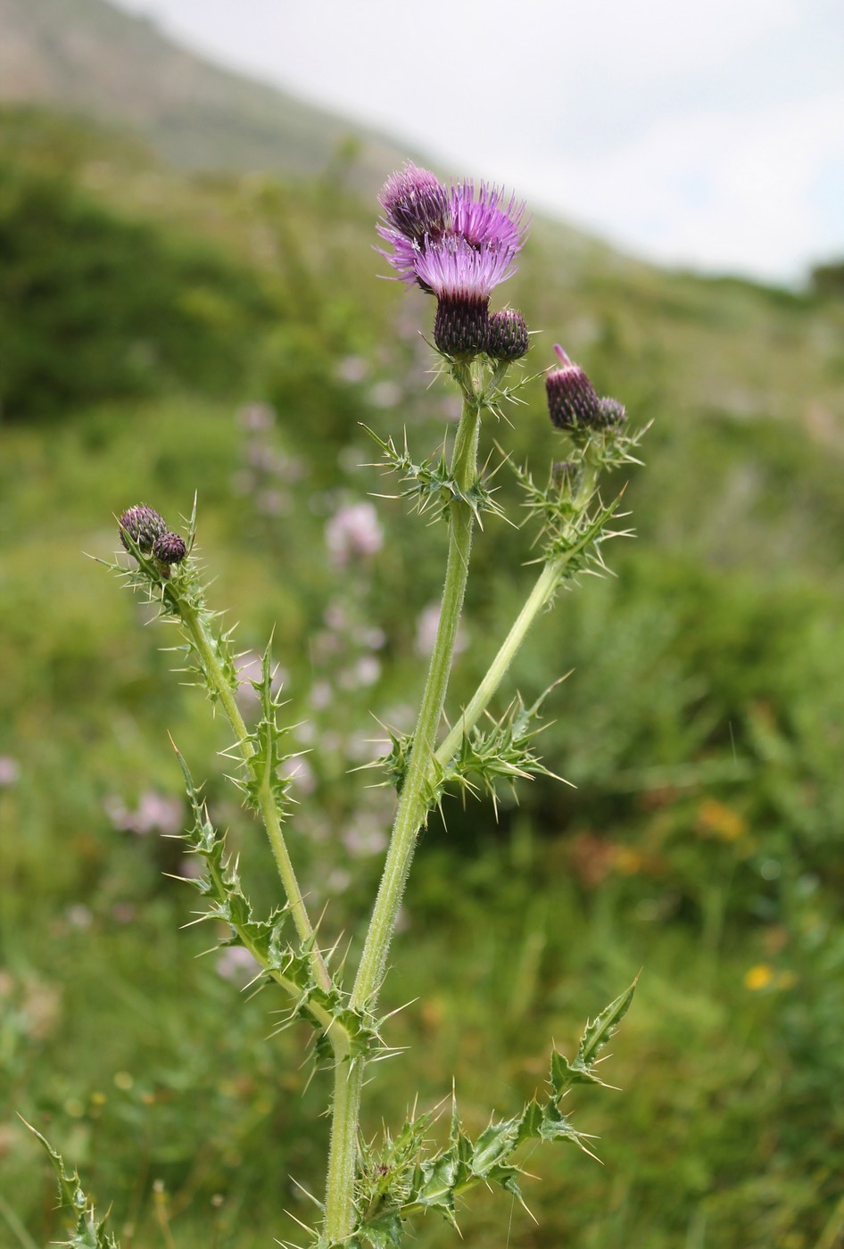 Изображение особи Cirsium elbrusense.