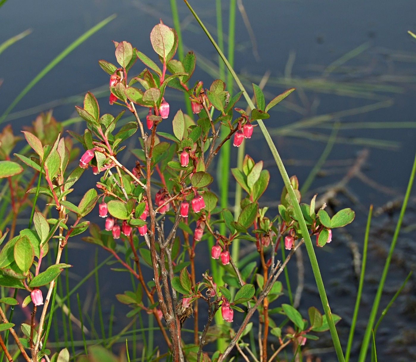 Image of Vaccinium uliginosum specimen.