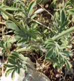 Cephalaria uralensis. Прикорневые листья. Крым, Черноморский р-н, окр. села Оленёвка, Большой Атлеш, степь. Август 2017 г.