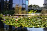 Nymphaea odorata