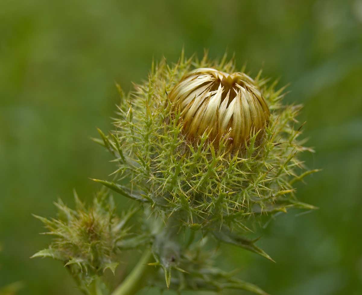 Изображение особи Carlina intermedia.