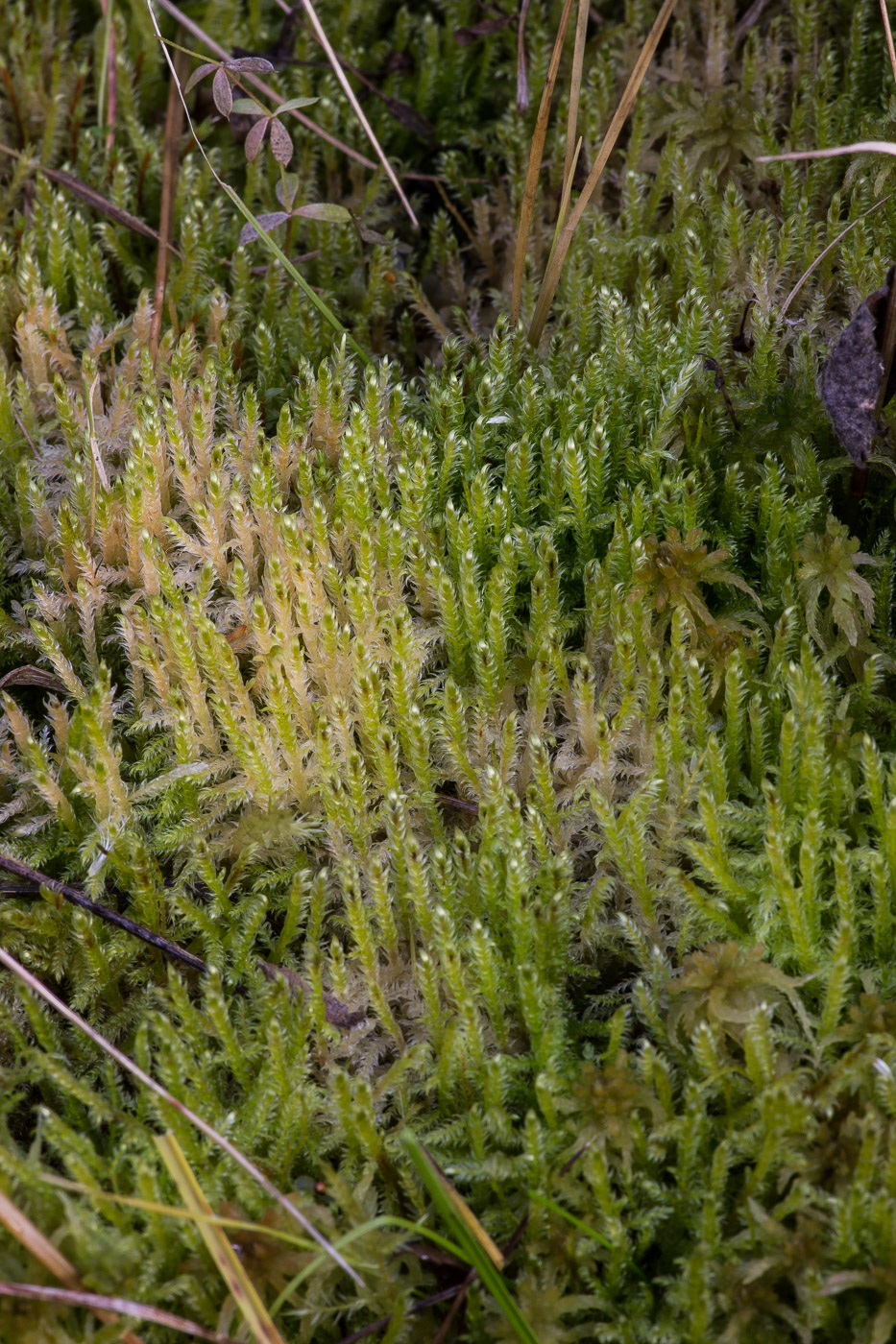 Image of Calliergonella lindbergii specimen.
