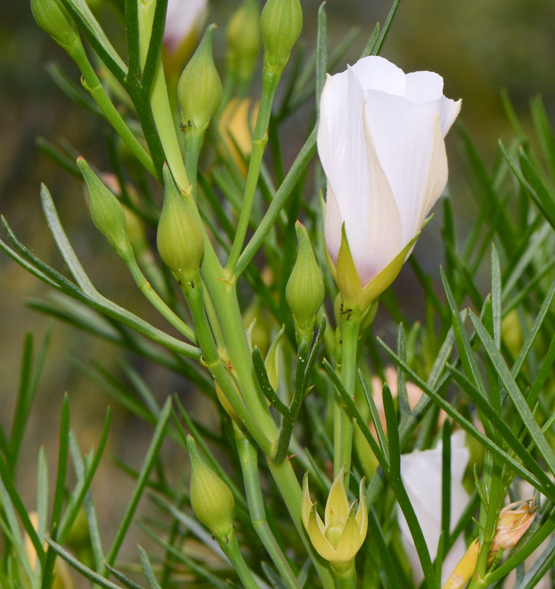 Image of Alyogyne hakeifolia specimen.