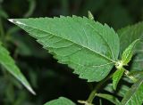 Heliopsis helianthoides ssp. scabra