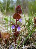 Glechoma hederacea. Цветущее растение. Чувашия, окрестности г. Шумерля, берег р. Сура, устье р. Мочалка. 21 апреля 2008 г.