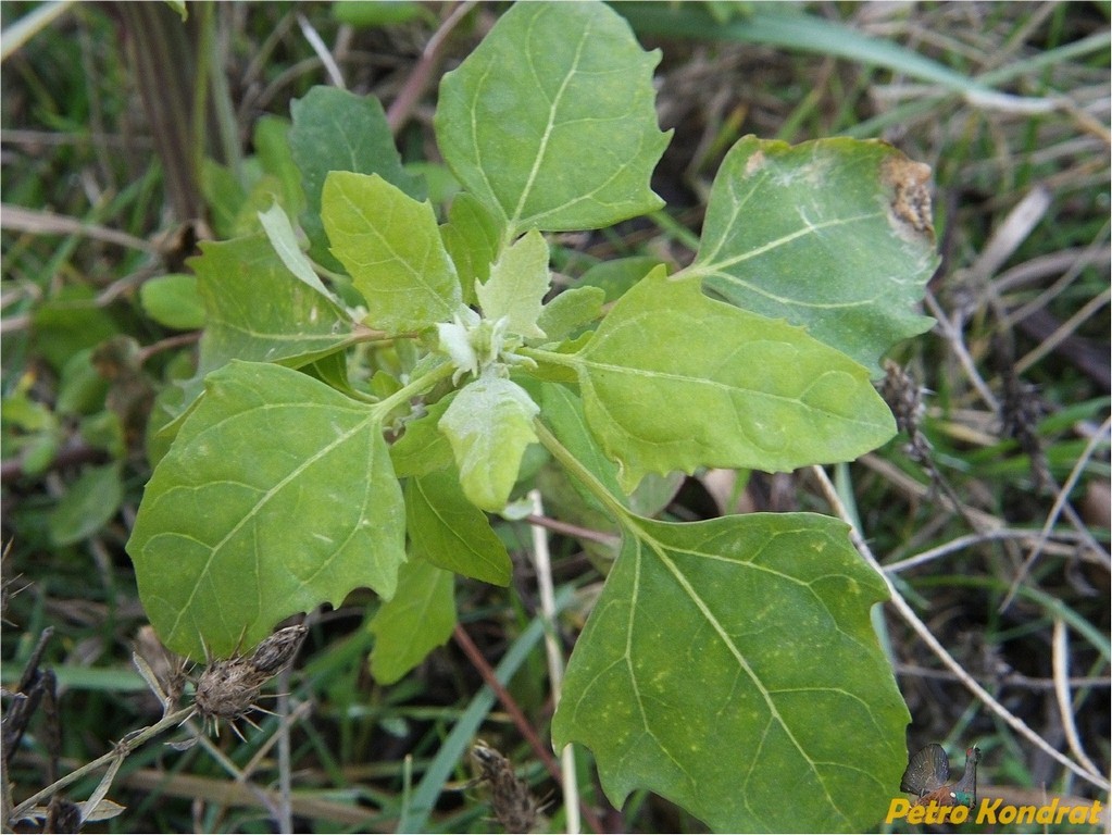 Image of genus Chenopodium specimen.