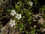 Moehringia lateriflora. Верхушки цветущих растений. Магаданская обл., окр. г. Магадан, окр. бухты Нагаева, Морпортовская сопка, каменноберезняк на склоне. 21.06.2014.