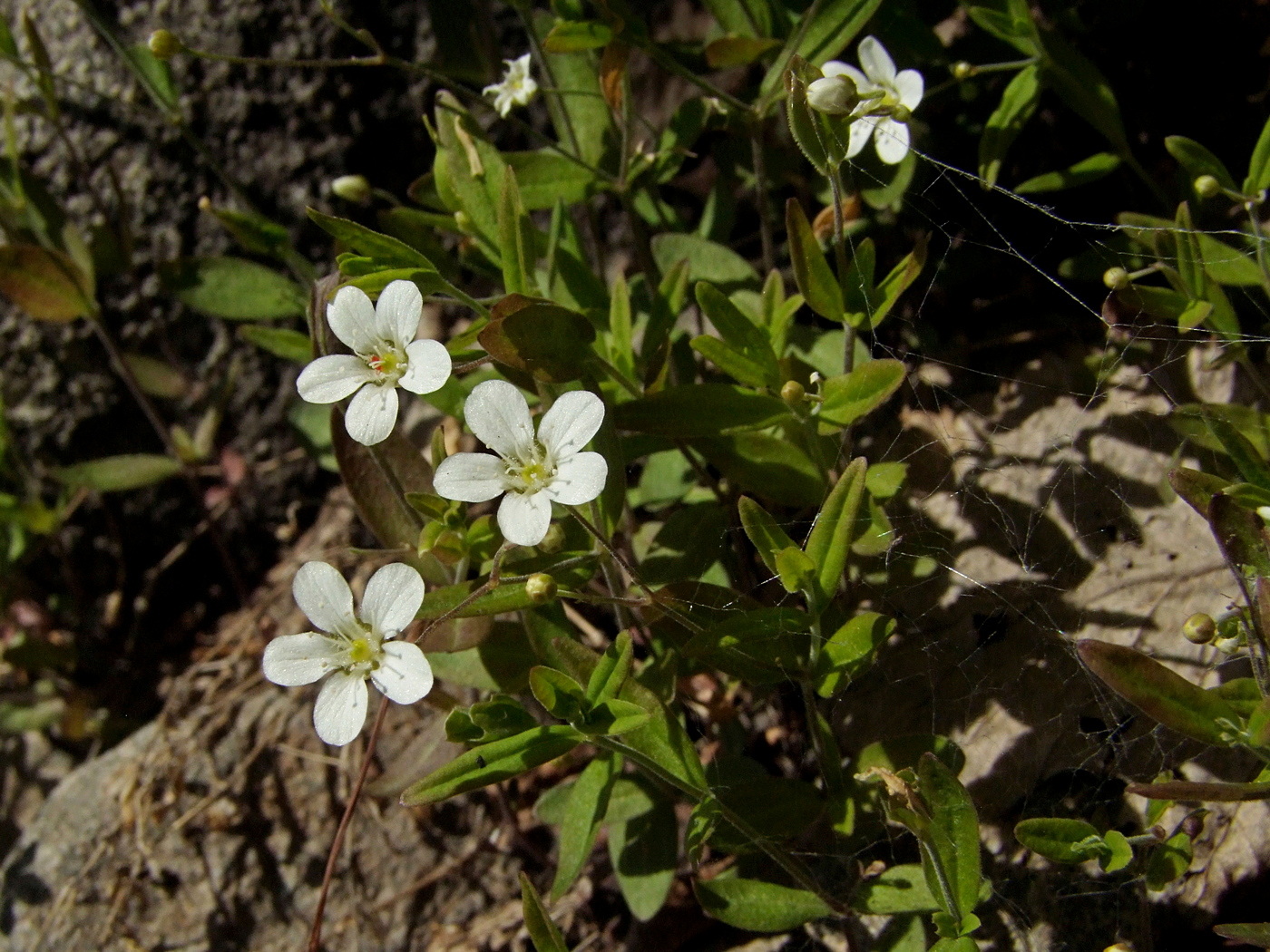 Изображение особи Moehringia lateriflora.