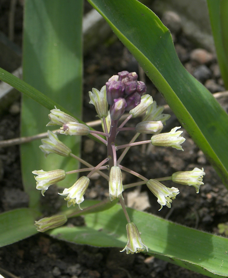 Image of Bellevalia modesta specimen.