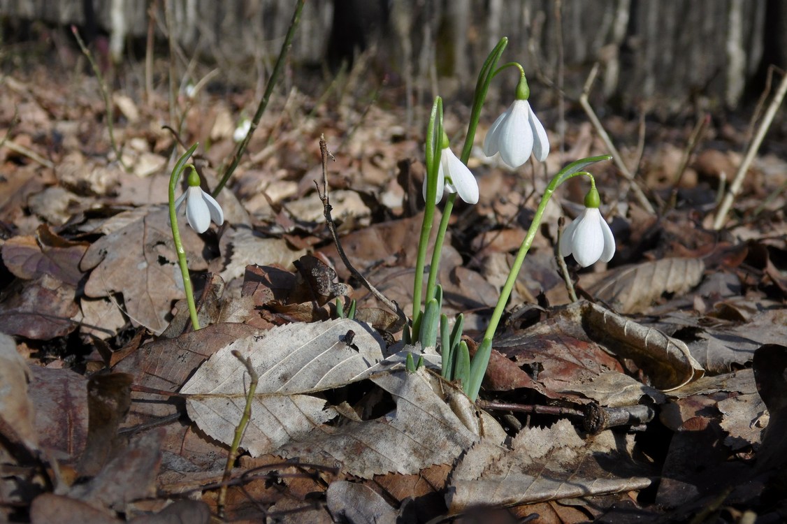 Изображение особи Galanthus alpinus.