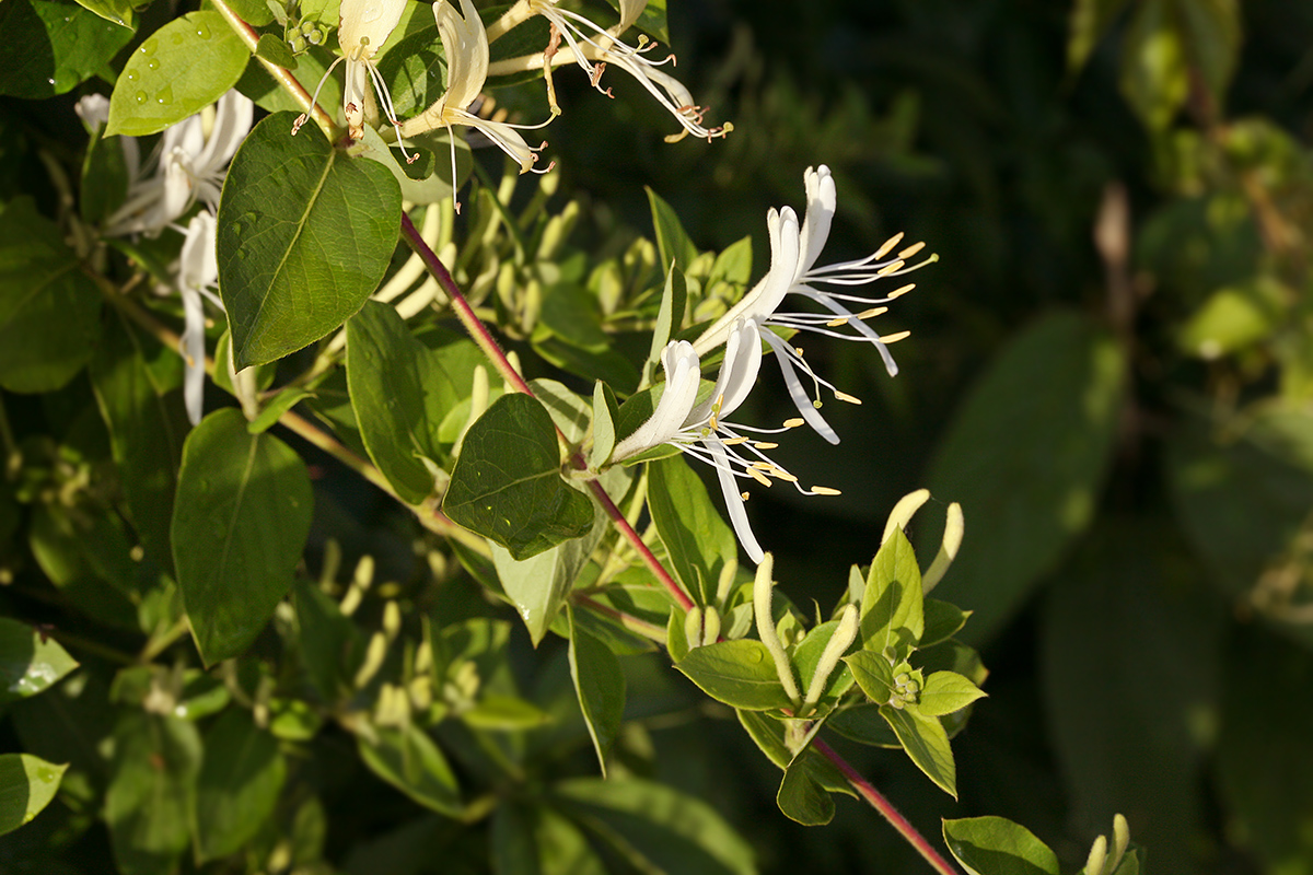 Изображение особи Lonicera japonica.