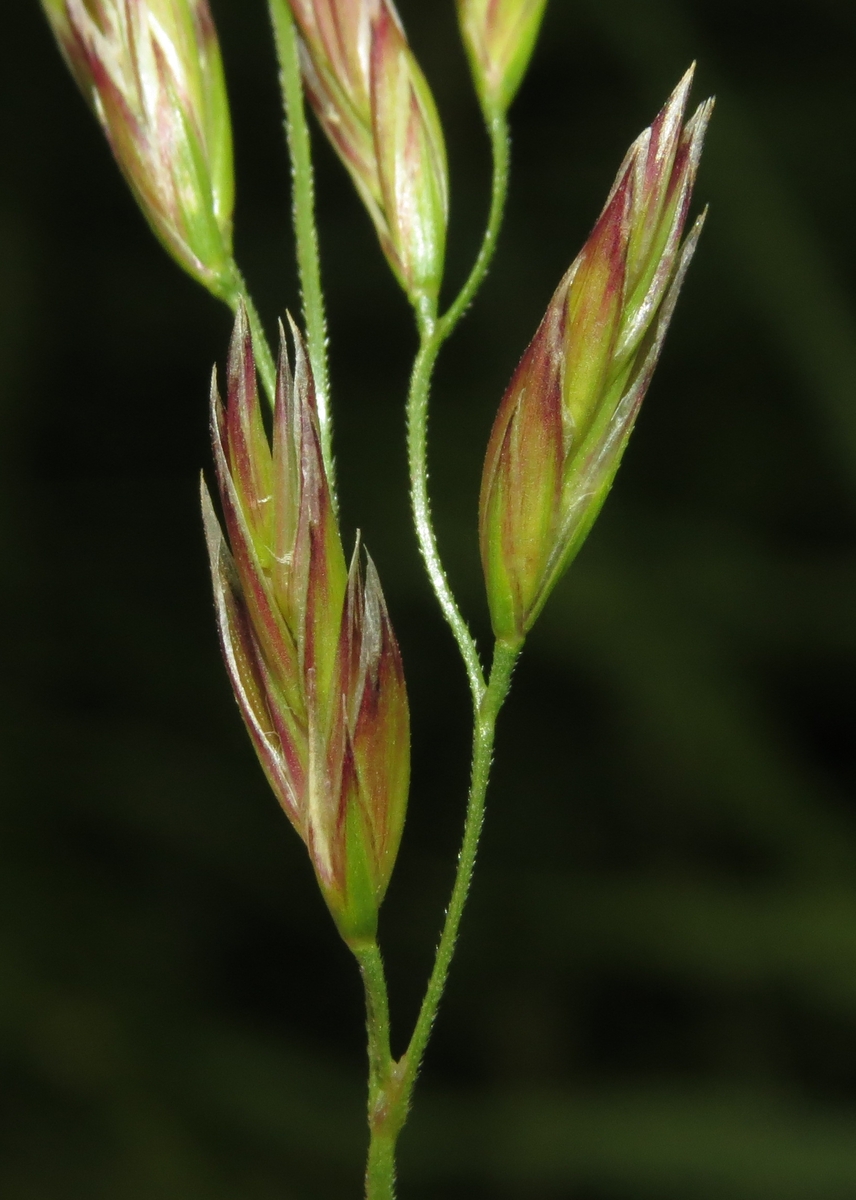 Image of genus Festuca specimen.