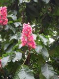 Aesculus × carnea. Ветвь с соцветием. Украина, г. Киев, Южная Борщаговка, ул. Булгакова. 14 мая 2010 г.