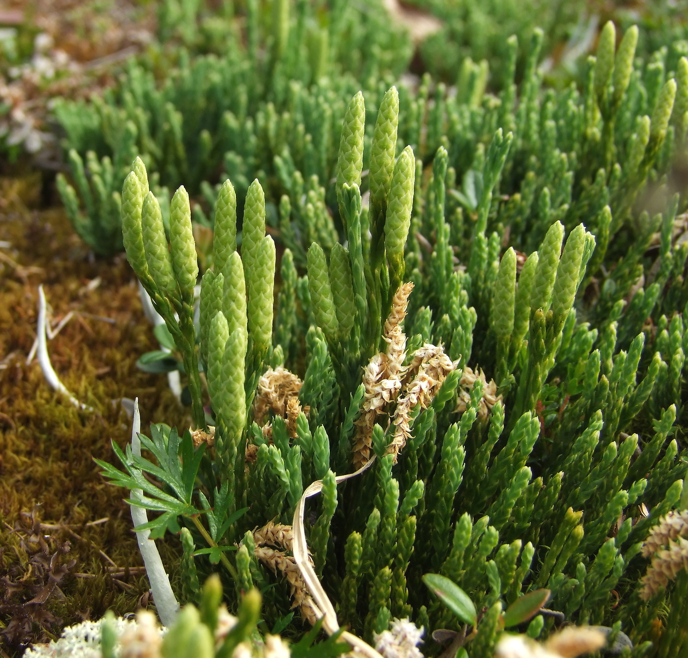 Image of Diphasiastrum alpinum specimen.