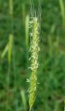 Hordeum bulbosum