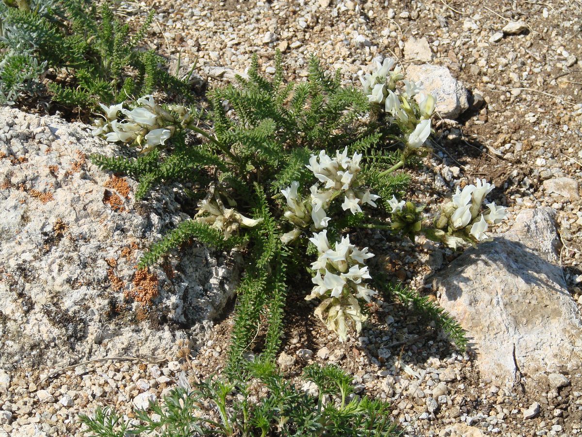 Image of Oxytropis muricata specimen.