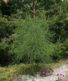 Asparagus officinalis