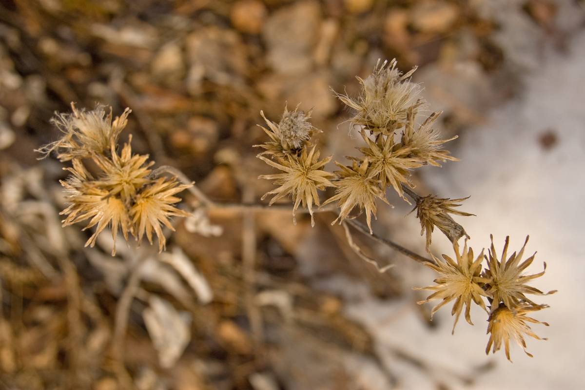 Image of Saussurea controversa specimen.