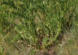 Astragalus onobrychis