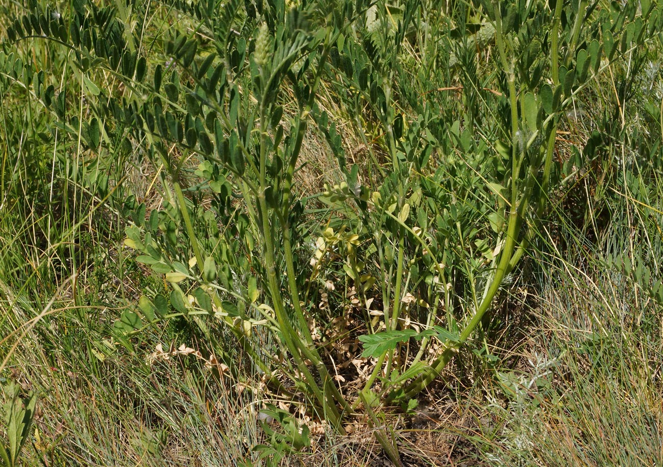 Изображение особи Astragalus onobrychis.