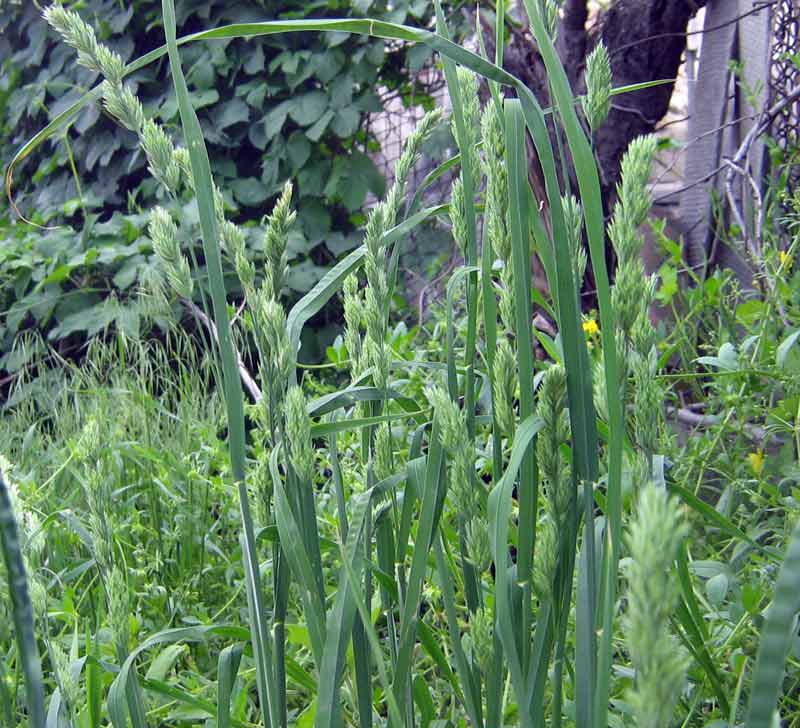 Изображение особи Dactylis glomerata.