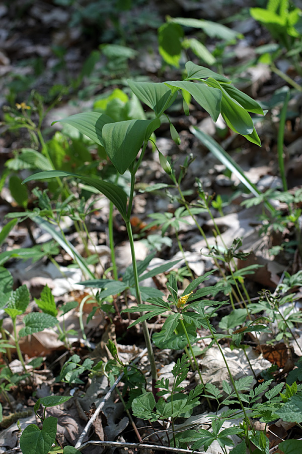 Изображение особи Polygonatum glaberrimum.