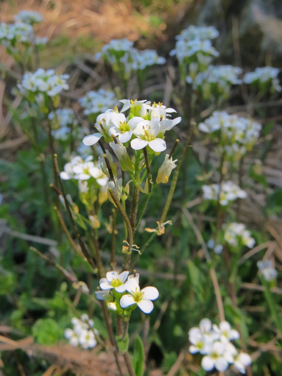 Image of familia Brassicaceae specimen.