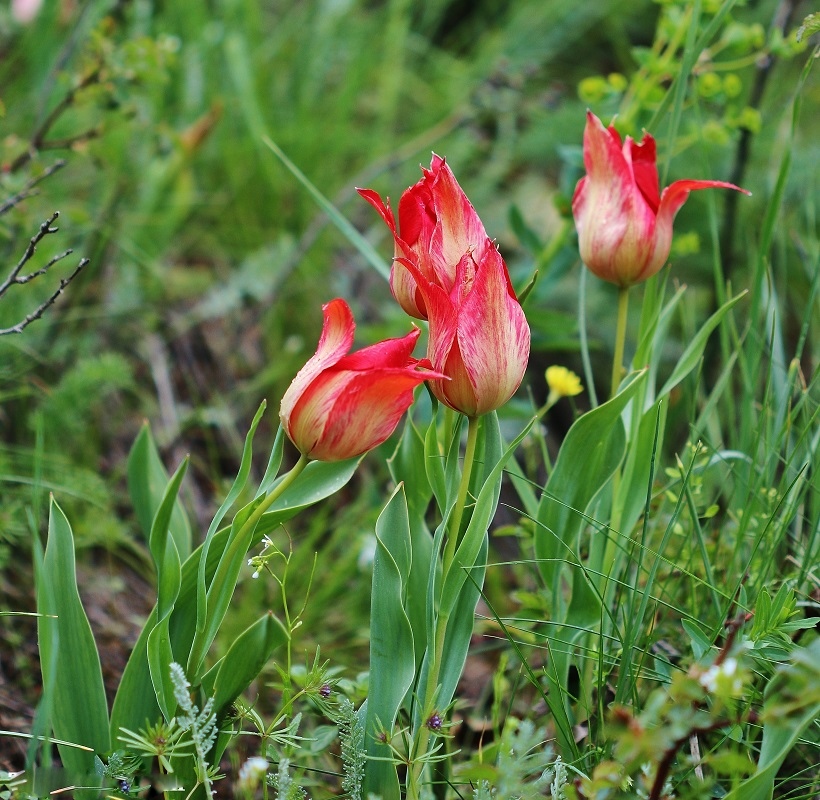 Image of Tulipa confusa specimen.