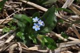 Myosotis amoena