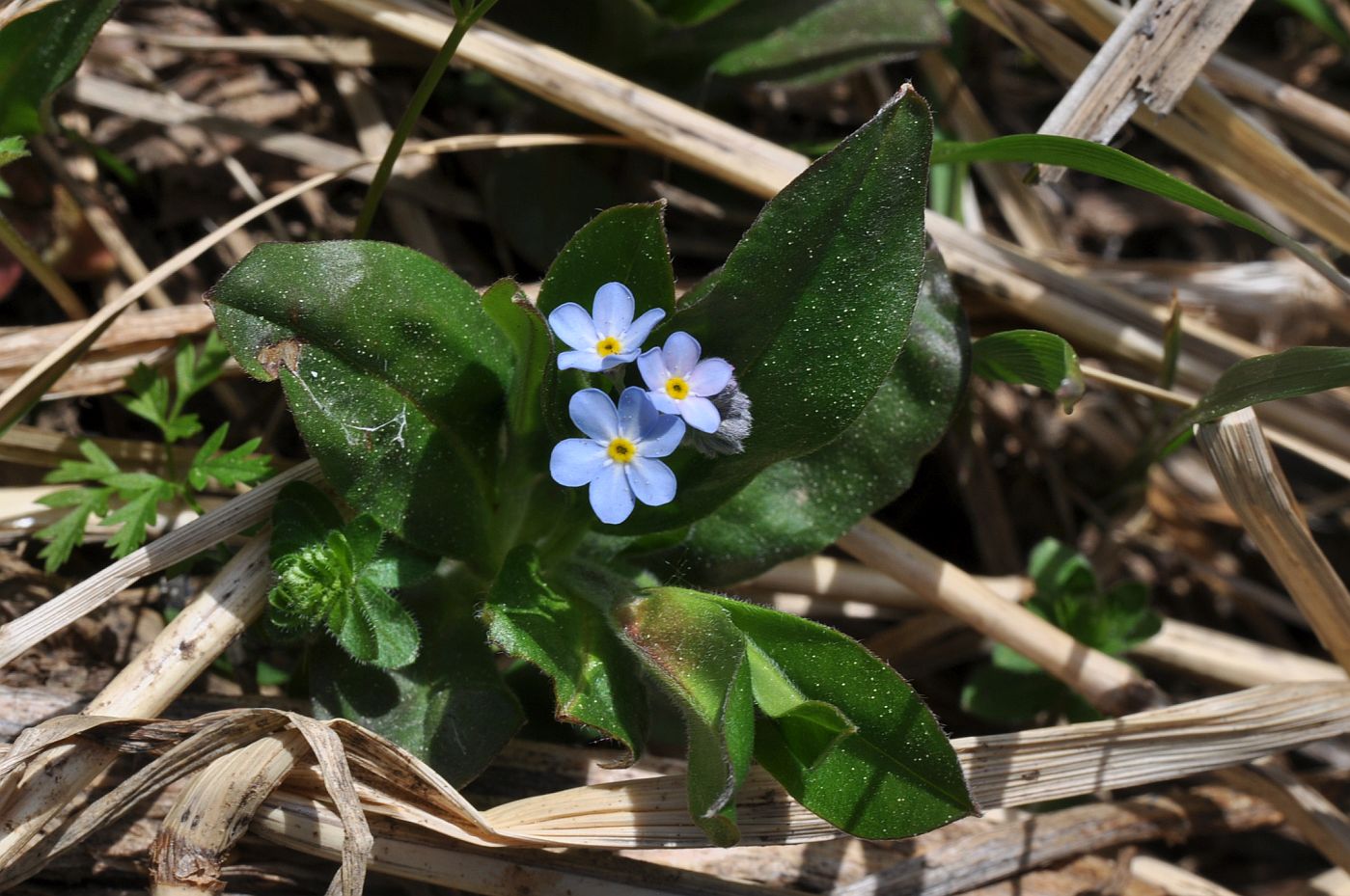 Изображение особи Myosotis amoena.