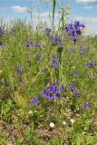 Delphinium consolida