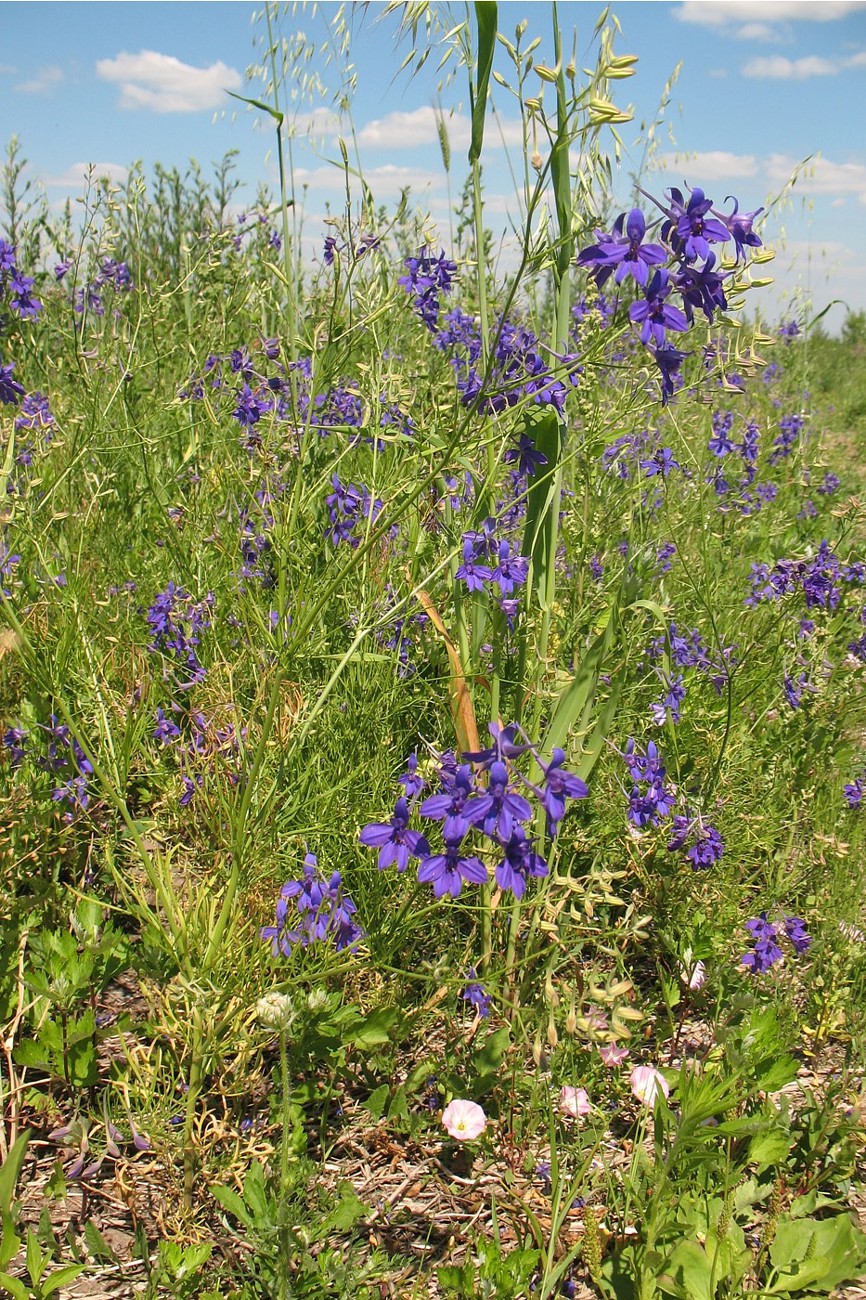 Image of Delphinium consolida specimen.