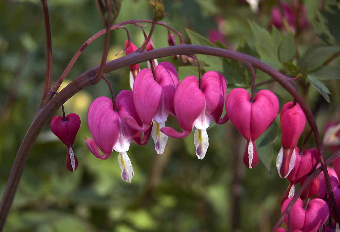 Image of Dicentra spectabilis specimen.