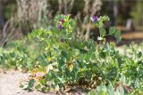 Lathyrus japonicus ssp. maritimus