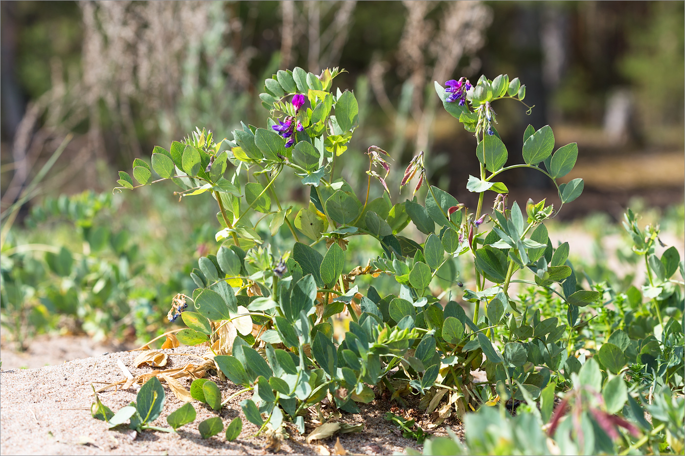 Image of Lathyrus japonicus ssp. maritimus specimen.